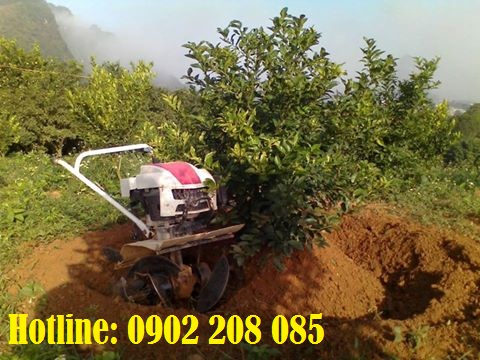 Máy Làm Đất Đa Năng Trâu Vàng 1WG4-7Hp Chạy xăng